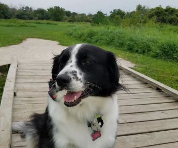 Hammel Woods Dog Park