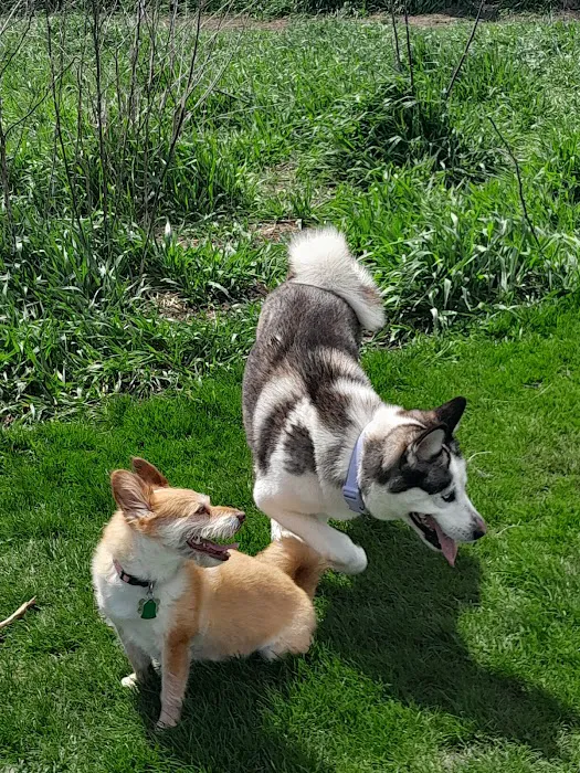 Hammel Woods Dog Park 4