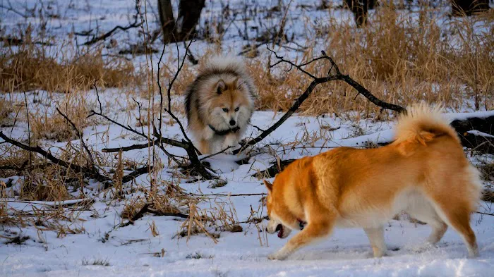 Hammel Woods Dog Park 8