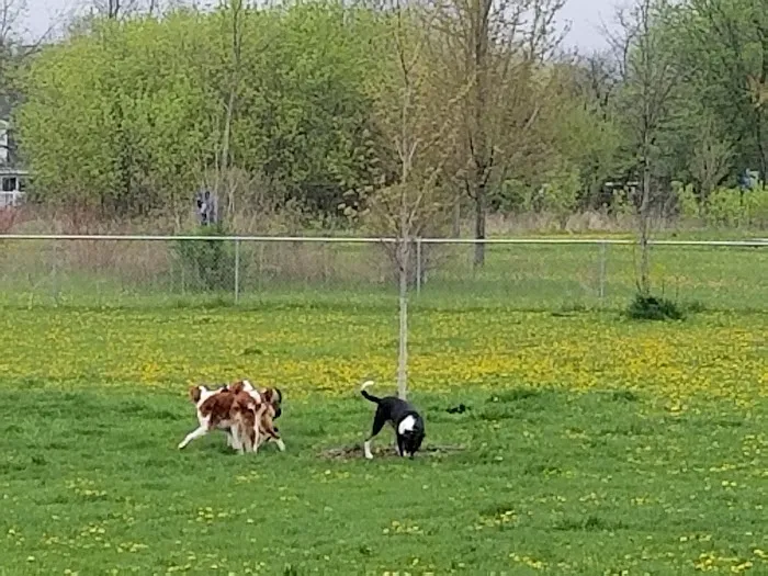 Jean Jacobson Dog Park 3