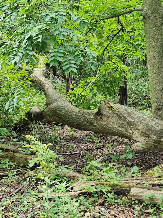 Warnimont Dog Park 8