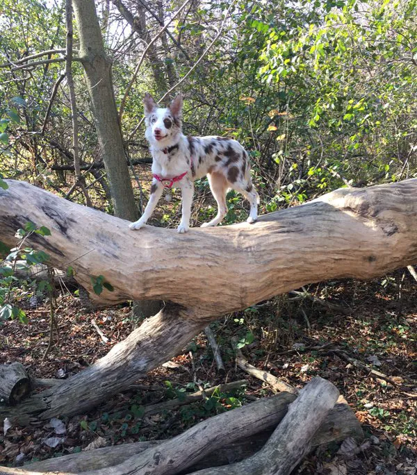 Warnimont Dog Park 3