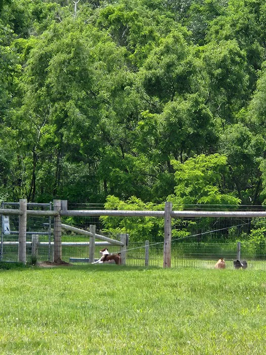 East Troy Dog Park 2