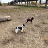Bay View Dog Park ico