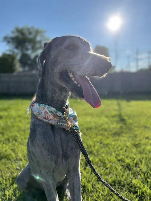 Bay View Dog Park 8