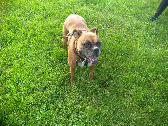 Bay View Dog Park 6