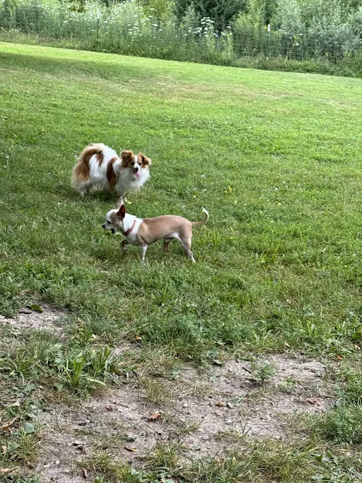 West Allis Dog Park 5