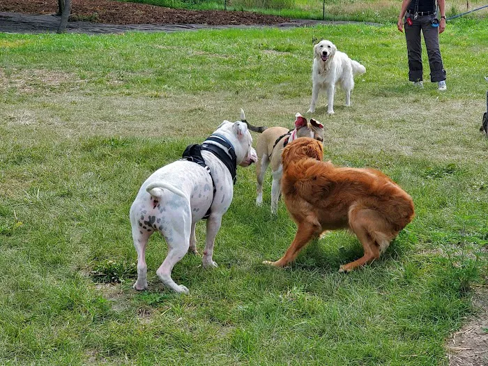 West Allis Dog Park 1