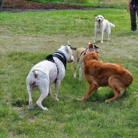 West Allis Dog Park ico
