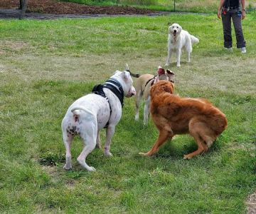 West Allis Dog Park