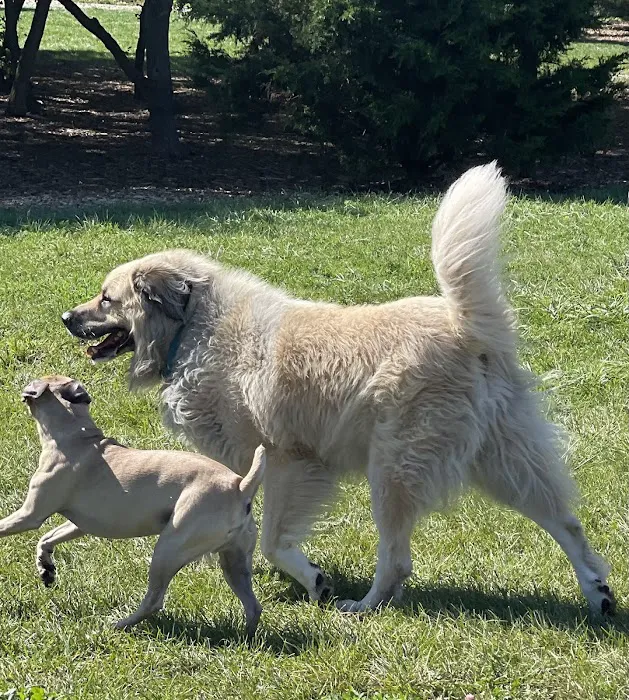 West Allis Dog Park 3