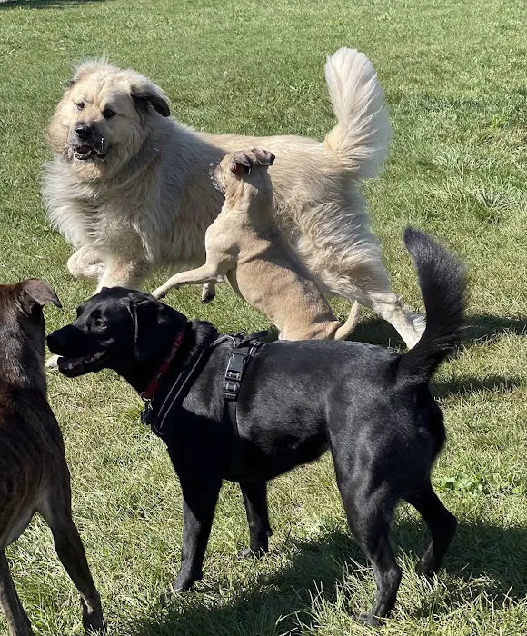 West Allis Dog Park 4