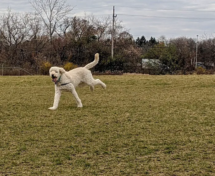 West Allis Dog Park 9