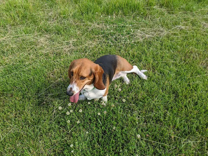 Sycamore Park District Brian Bemis Family Dog Park 4