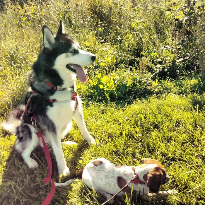 Sycamore Park District Brian Bemis Family Dog Park 9