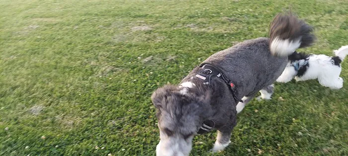 Tinley Park Park District Canine Campus (membership required) 4
