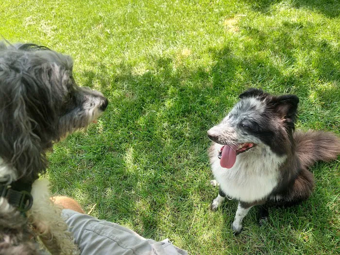 Rover's Run Dog Park (Membership required) 5