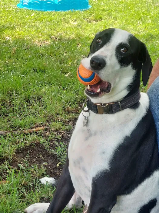 Rover's Run Dog Park (Membership required) 4