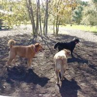 Rover's Run Dog Park (Membership required) ico