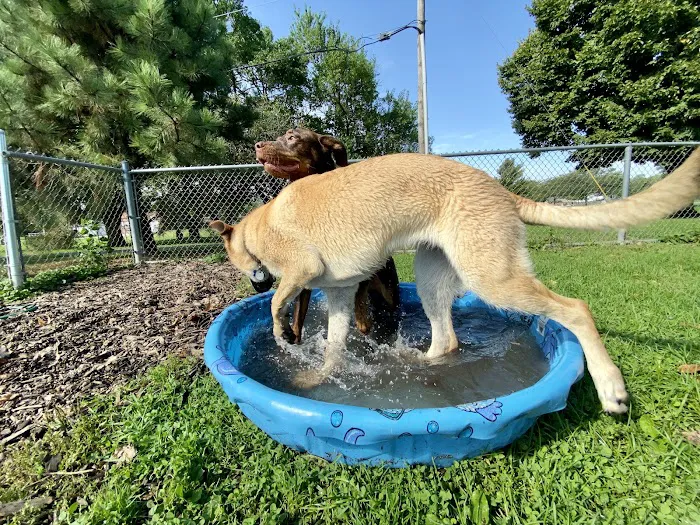 Rover's Run Dog Park (Membership required) 8