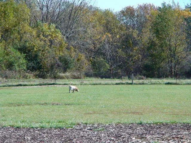 Rover's Run Dog Park (Membership required) 3