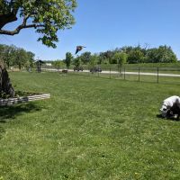 Riverside Dog Park ico