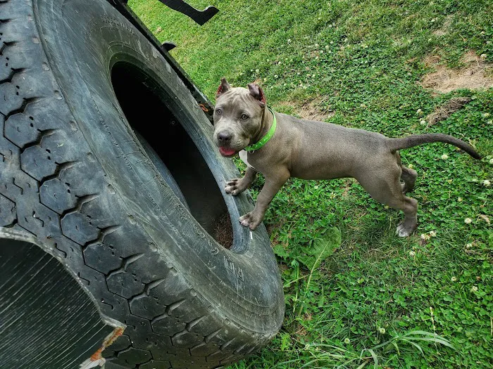 Riverside Dog Park 9