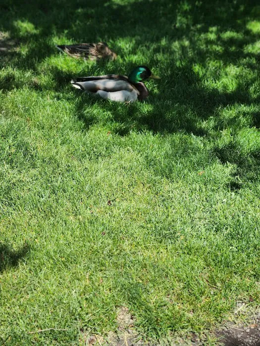Centennial Park Dog Park 9