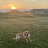 Dyer Dog Park ico