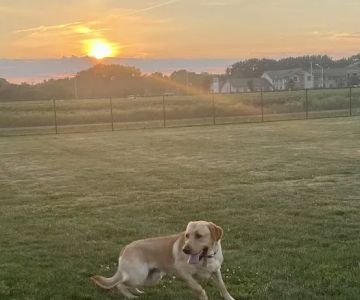 Dyer Dog Park