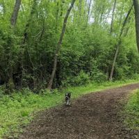 Mac Arthur Dog Run ico