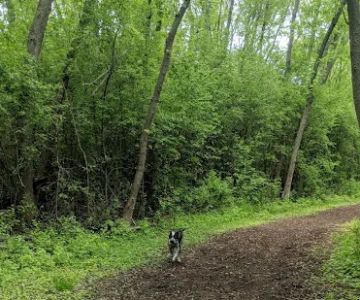 Mac Arthur Dog Run