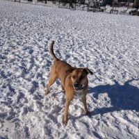 Roverwest Dog Park ico