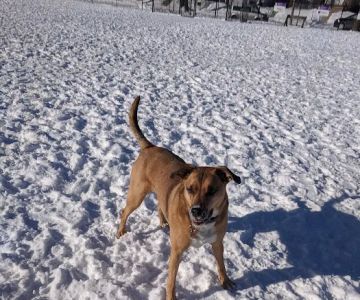 Roverwest Dog Park
