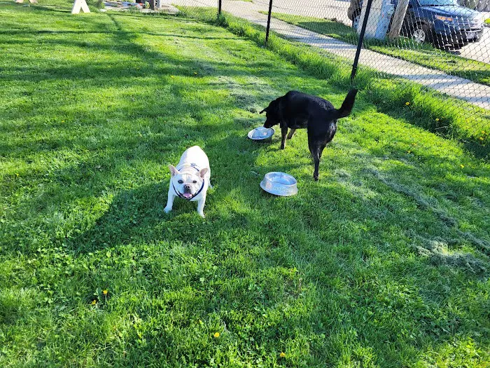 Roverwest Dog Park 9