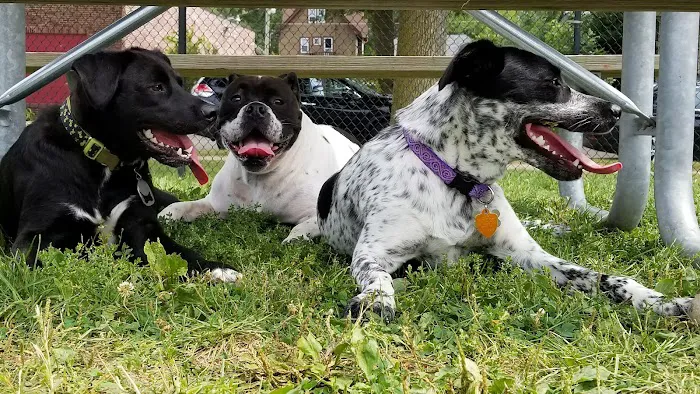 Roverwest Dog Park 7
