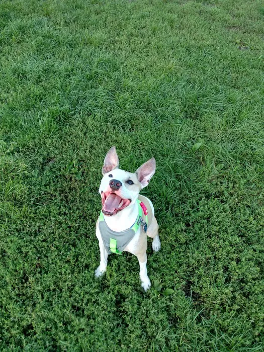 Estabrook Dog Park 5