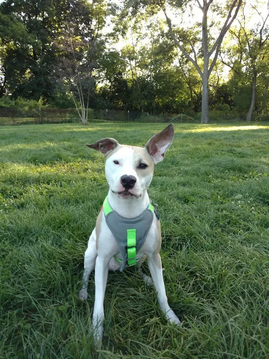 Estabrook Dog Park 2