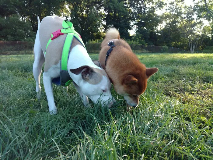 Estabrook Dog Park 1