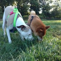 Estabrook Dog Park ico
