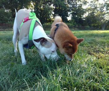 Estabrook Dog Park