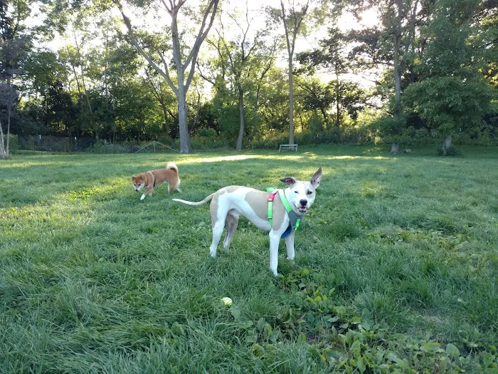 Estabrook Dog Park 10