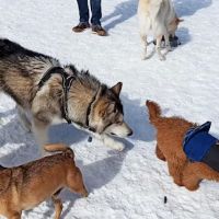 Estabrook Dog Park ico
