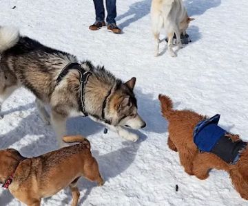 Estabrook Dog Park