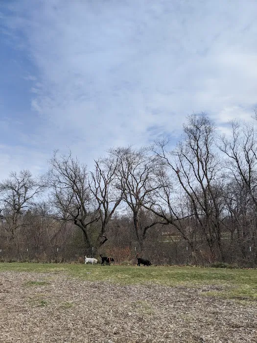 Estabrook Dog Park 8