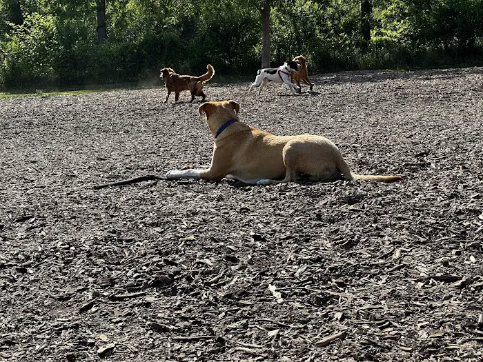 Estabrook Dog Park 3