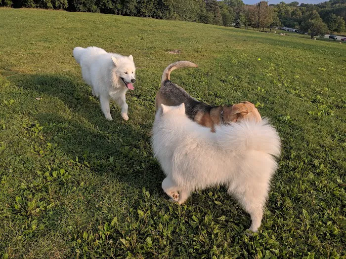 Currie Dog Park 1