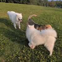 Currie Dog Park ico