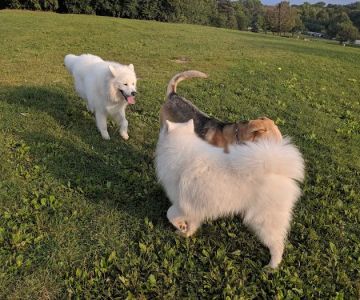 Currie Dog Park