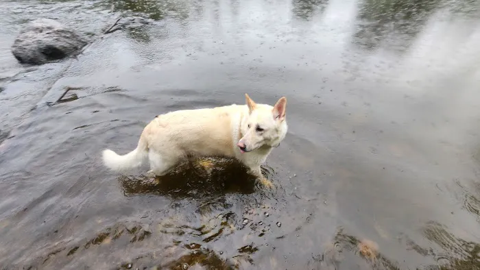 Granville Dog Park 8